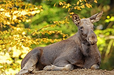 Eurasian Elk (Alces alces alces), cow in autumn, in captivity, North Rhine-Westphalia, Germany, Europe