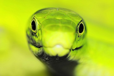 Eastern Green Mamba (Dendroaspis angusticeps), portrait, poisonous snake, native to Africa, North Rhine-Westphalia, Germany, Europe