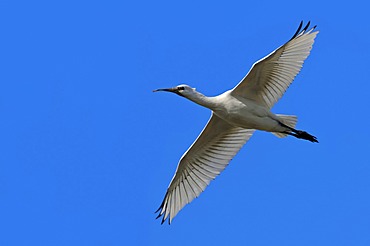 Eurasian spoonbill or Common spoonbill (Platalea leucorodia), immature, in flight, Texel, Netherlands, Europe