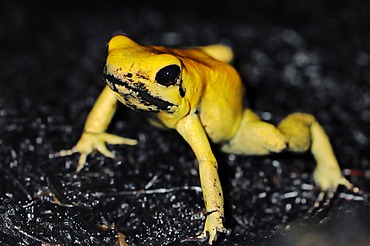 Golden Poison Frog or Golden Dart Frog (Phyllobates terribilis), native to Colombia, in captivity, North Rhine-Westphalia, Germany, Europe