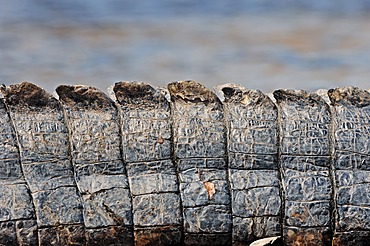 American Alligator or Pike-headed Alligator (Alligator mississippiensis), tail detail, Everglades National Park, Florida, USA