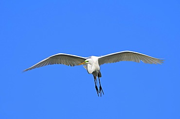 Great Egret or Great White Egret (Casmerodius albus, Egretta alba), in flight, Florida, USA