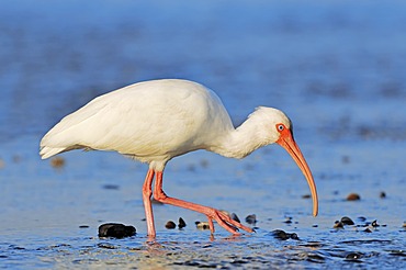 American White Ibis (Eudocimus albus), Myakka River State Park, Florida, USA