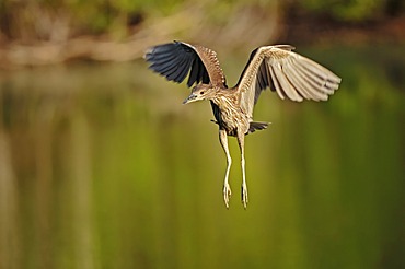 Black-crowned Night Heron (Nycticorax nycticorax), juvenile, in flight, Florida, USA