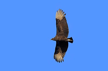 Black Vulture (Coragyps atratus) in flight, Myakka River State Park, Florida, USA