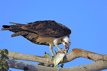 Osprey (Pandion haliaetus), feeding on caught fish on tree, Everglades National Park, Florida, USA