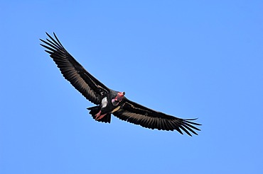 Red-headed Vulture (Sarcogyps calvus), in flight, Keoladeo Ghana National Park, Rajasthan, India, Asia