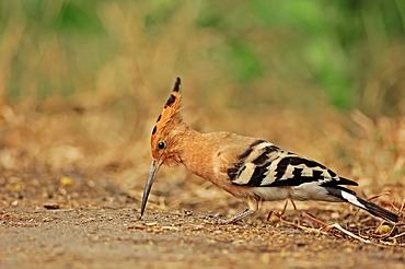 Common Hoopoe (Upupa epops), foraging, Keoladeo Ghana National Park, Rajasthan, India, Asia