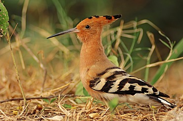 Common Hoopoe (Upupa epops), Keoladeo Ghana National Park, Rajasthan, India, Asia