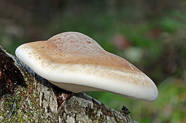 Birch Polypore (Piptoporus betulinus), Gelderland, Netherlands, Europe
