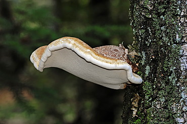 Birch Polypore (Piptoporus betulinus), Gelderland, Netherlands, Europe