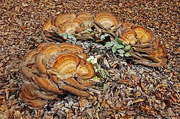 Giant Polypore (Meripilus giganteus), Gelderland, Netherlands, Europe