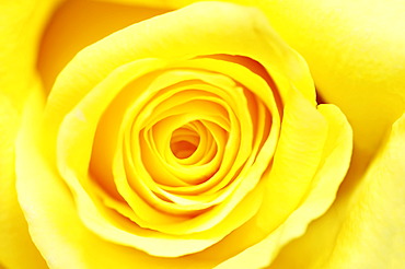 Yellow Rose (Rosa sp.), flower detail