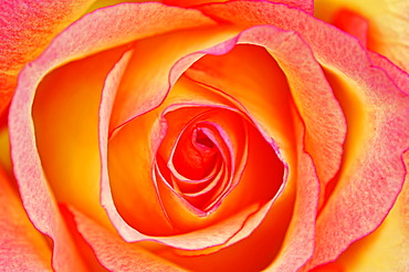 Yellow and pink Rose (Rosa sp.), flower detail