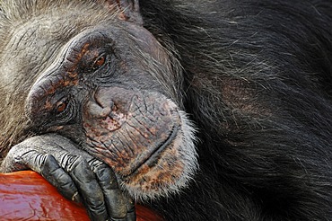 Chimpanzee (Pan troglodytes), chimp, female asleep, African species, captive, The Netherlands, Europe