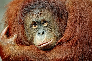 Bornean Orangutan (Pongo pygmaeus), female, portrait, species of Borneo, Asia, captive, The Netherlands, Europe