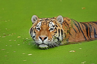 Siberian tiger or Amur tiger (Panthera tigris altaica), in the water, Asian species, captive, The Netherlands, Europe