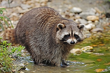 Raccoon (Procyon lotor), found in North America, captive, the Netherlands, Europe