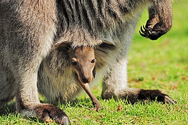 Red-necked wallaby (Macropus rufogriseus), joey in pouch, found in Australia, captive, North Rhine-Westphalia, Germany, Europe