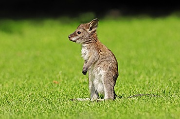 Red-necked wallaby (Macropus rufogriseus), joey, found in Australia, captive, North Rhine-Westphalia, Germany, Europe