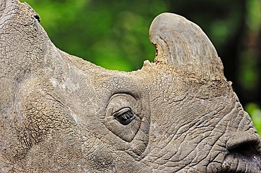 Indian rhinoceros (Rhinoceros unicornis), detailed view of head, found in India and Nepal, captive, India, Asia