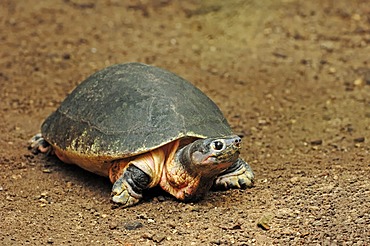 Malaysian giant turtle (Orlitia borneensis), found in Asia, captive, Belgium, Europe