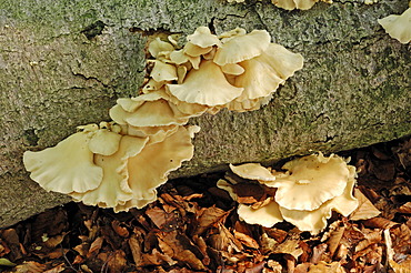 Indian oyster, phoenix mushroom (Pleurotus pulmonarius), Hoge Veluwe National Park, the Netherlands, Europe