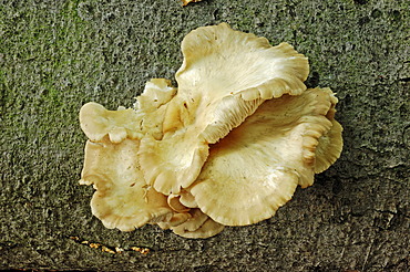 Indian Oyster, phoenix mushroom (Pleurotus pulmonarius), Hoge Veluwe National Park, the Netherlands, Europe