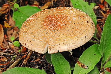 Blusher (Amanita rubescens), Hoge Veluwe National Park, the Netherlands, Europe