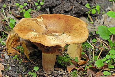 Brown roll-rim, common roll-rim (Paxillus involutus), poisonous mushroom, Gelderland, the Netherlands, Europe