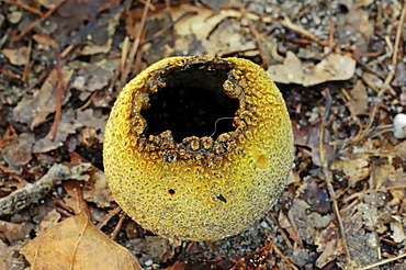 Common earthball, pigskin poison puffball (Scleroderma citrinum), powdered fruiting body, poisonous mushroom, Gelderland, the Netherlands, Europe