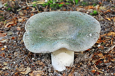 Charcoal burner (Russula cyanoxantha), Gelderland, the Netherlands, Europe