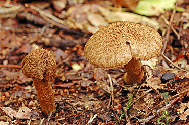 Torn Fibrecap (Inocybe lacera), Gelderland, Netherlands, Europe