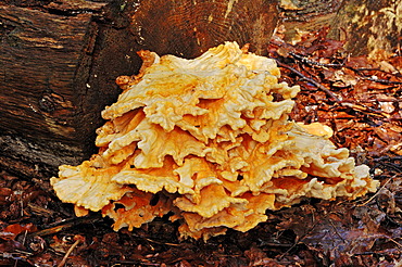 Sulphur polypore, sulphur shelf, chicken mushroom (Laetiporus sulphureus), Gelderland, Netherlands, Europe