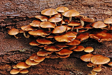 Sulfur tufts, clustered woodlovers (Hypholoma fasciculare), Gelderland, Netherlands, Europe