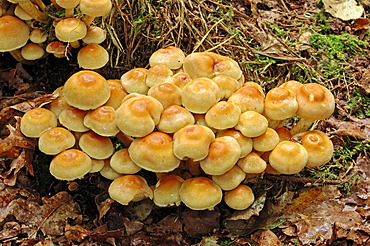 Sulfur tufts, clustered woodlovers (Hypholoma fasciculare), Gelderland, Netherlands, Europe