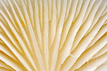 Porcelain fungus, beech tuft (Oudemansiella mucida), lamellae, Gelderland, Netherlands, Europe