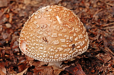 Blusher (Amanita rubescens), Gelderland, Netherlands, Europe