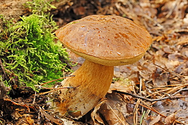 Summer cep (Boletus reticulatus, Boletus aestivalis), Gelderland, Netherlands, Europe