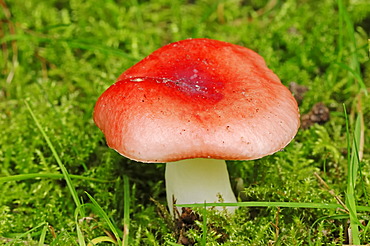 Bare-toothed russula, flirt (Russula vesca), Gelderland, Netherlands, Europe