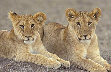 Two Lions (Panthera leo), Masai Mara National Reserve, Kenya, Africa