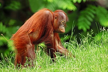 Bornean orangutan (Pongo pygmaeus), juvenile, species from Borneo, Asia, captive, Germany, Europe