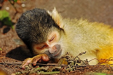 Black-capped squirrel monkey (Saimiri boliviensis), occurrence in Brazil and Bolivia, captive, Germany, Europe