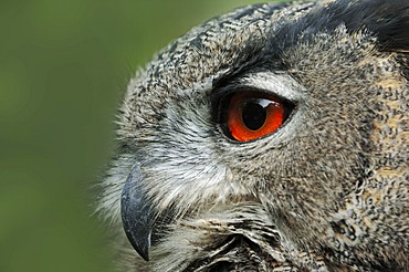 European eagle owl or Eurasian Eagle Owl (Bubo bubo), portrait, captive, Germany, Europe