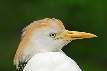 Cattle Egret (Bubulcus ibis), portrait, Camargue, Provence, Southern France, France, Europe