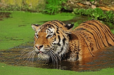 Siberian tiger (Panthera tigris altaica), in water, from Asia, captive, Netherlands, Europe