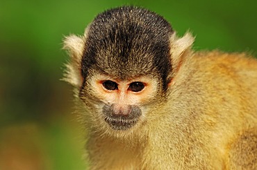 Black-capped squirrel monkey (Saimiri boliviensis), portrait, found in Brazil and Bolivia, captive, Germany, Europe