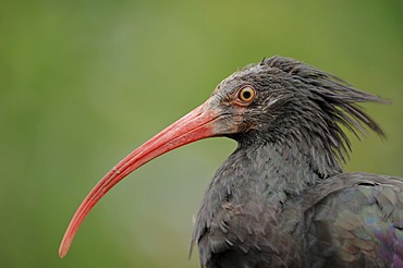 Northern bald ibis, hermit ibis (Geronticus eremita), portrait, captive, Germany, Europe