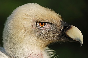 Griffon vulture (Gyps fulvus), portrait, captive, North Rhine-Westphalia, Germany, Europe