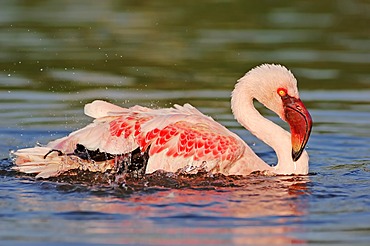 Lesser flamingo (Phoenicopterus minor), bathing, found in Africa, captive, Germany, Europe